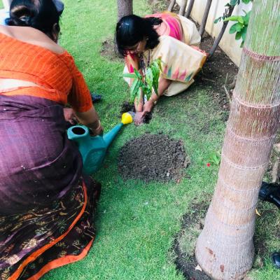Plantation 2